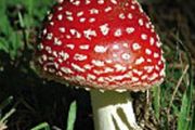 Amanita Muscaria - ROYAL FLY AGARIC (2x the strength)