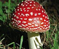 Amanita Muscaria - ROYAL FLY AGARIC (2x the strength)