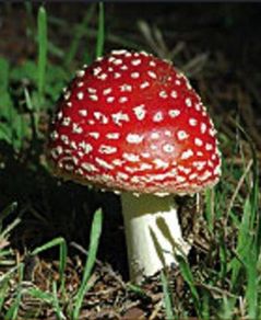 Amanita Muscaria - ROYAL FLY AGARIC (2x the strength)