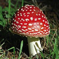 Amanita Muscaria - ROYAL FLY AGARIC (2x the strength)