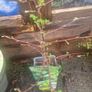 gooseberry Image 3