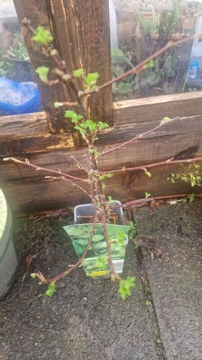 gooseberry