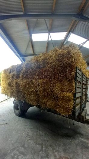 Organic Straw Small Squares