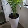 kentia planter Image 3
