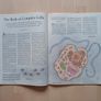 Scientific American Magazine Prehistoric Amber Issue 1996 Image 8