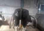Incalf dairy cows