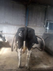 Incalf dairy cows