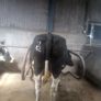 Incalf dairy cows Image 6