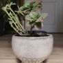 Aeonium haworthii 'Kiwi', bonsai plant in the ceramic pot container Image 2