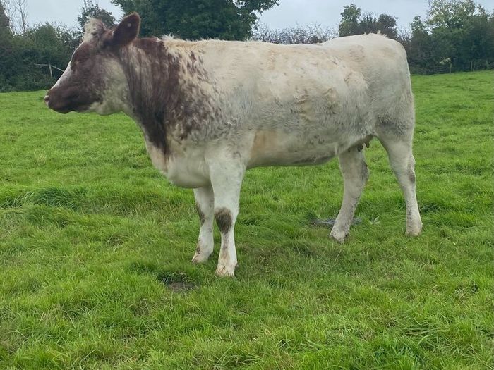 Genotyped Roan Shorthorn In Calf Heifer