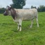 Genotyped Roan Shorthorn In Calf Heifer Image 3