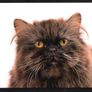 2014 Ireland Cats Commemorative Stamp Booklet Mint Never Hinged (MNH). Hibernian HB202. Photos of contents shown. Image 7