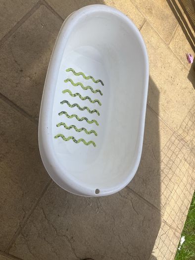 dog bath
