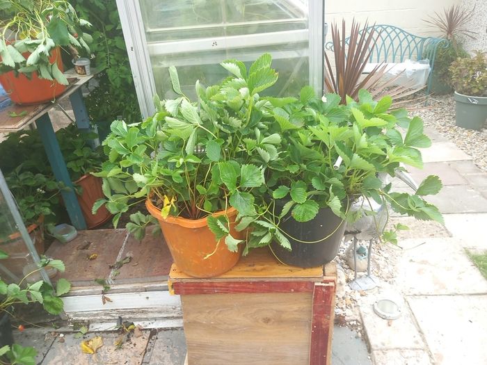 strawberry plants