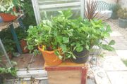 strawberry plants