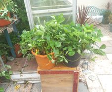 strawberry plants