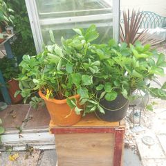 strawberry plants
