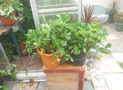 strawberry plants