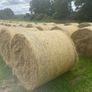 Organic Hay Image 4
