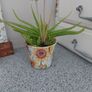 Jade (Money plants) Image 5
