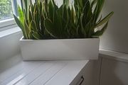 Sansevieria Laurentii planter