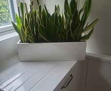 Sansevieria Laurentii planter