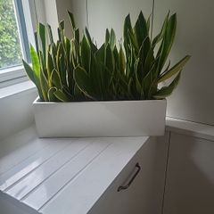 Sansevieria Laurentii planter