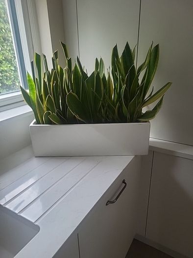 Sansevieria Laurentii planter