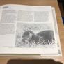 The Book of the " Irish Countryside" Image 6