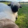 Valais black nose Image 6