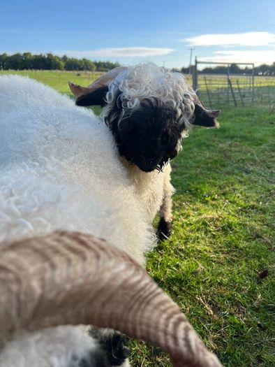 Valais black nose
