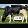 Radney Heifers Image 5