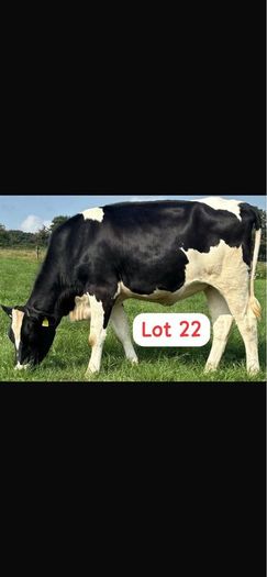 Radney Heifers