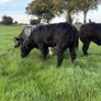 Blue heifers Image 4
