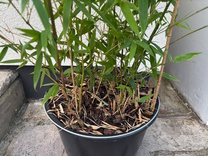 bamboo plant Golden Bamboo - Phyllostachys aurea