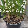 bamboo plant Golden Bamboo - Phyllostachys aurea Image 3