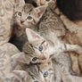 kittens Image 2