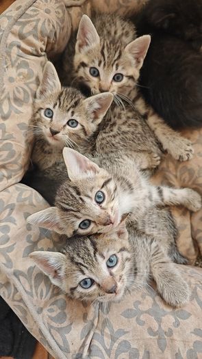 kittens