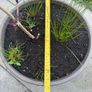 plant Image 5