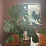 Large Monstera Plant Image 2