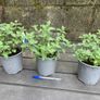 Catmint - Nepeta Walkers Low Image 5