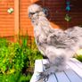 Hens. 2 American Silky hens ( price  is for two Hens) Image 5