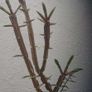Euonymus alatus 'Blade Runner' Image 5