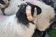 Mayo Mountain Rams