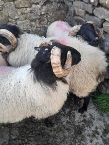 Mayo Mountain Rams