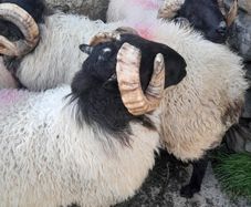 Mayo Mountain Rams