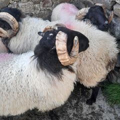 Mayo Mountain Rams