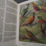 1972 "The Oxford Book of Birds" Image 4