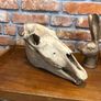 vintage horse skull Image 2