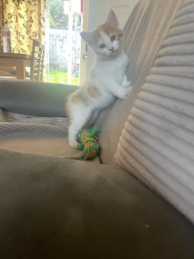 Kittens for adoption